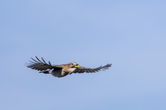 Eurasian jay (Garrulus glandarius) in flight with acorns in its beak, foraging, winter food supply,