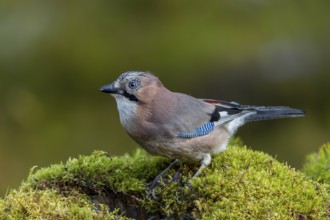Eurasian jay (Garrulus glandarius) sitting on a moss-covered tree stump, autumn, Sweden