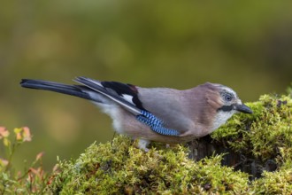 Something in the tree stump arouses the curiosity of the jay (Garrulus glandarius), autumn, Sweden