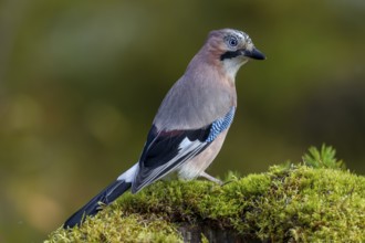 The jay (Garrulus glandarius) looks sceptically over its shoulder, autumn, Sweden