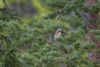 Well camouflaged and from a safe distance, the jay (Garrulus glandarius) observes its surroundings,