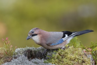 With a keen eye, the jay (Garrulus glandarius) inspects a tree stump in search of food, lichen,