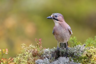 Eurasian jay (Garrulus glandarius) searches the colourful autumn vegetation for food, lichens,