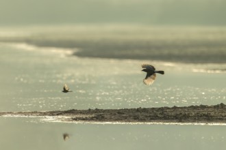 Eurasian jay (Garrulus glandarius) chasing a white wagtail, pursue, prey, prey animal, flight