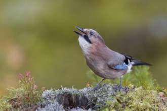 Foraging on the forest floor ends successfully for the jay (Garrulus glandarius), lichens, autumn,