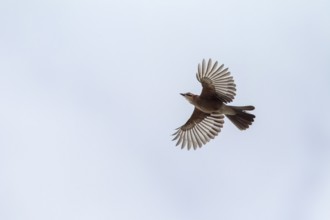 Eurasian jay (Garrulus glandarius) in flight, flight photo, Germany
