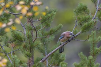 A jay (Garrulus glandarius) looks curiously from a pine branch, autumn, Sweden