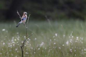 Eurasian jay (Garrulus glandarius) in a moor with flowering cotton grass, perch, Germany