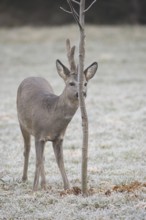Roe deer (Capreolus capreolus) buck with velvet antlers secured at the feeding station in the