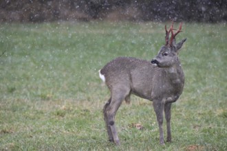 Roe deer (Capreolus capreolus) buck with freshly swept, still red antlers in the meadow during