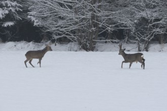 Roe deer (Capreolus capreolus) Bucks in velvet antlers sit with their forelegs in the snow on the