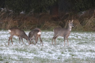 Roe deer (Capreolus capreolus) doe (left and right) and two buck fawns in the snow at the Kirrung