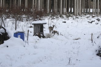 Roe deer (Capreolus capreolus) doe in the snow at the winter feeding in the forest, Allgäu,