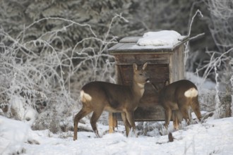 Roe deer (Capreolus capreolus) doe (left) with fawn in the snow during winter feeding in the