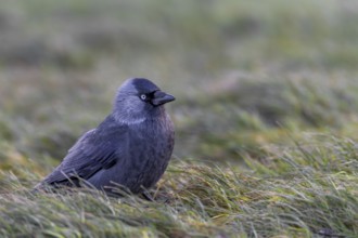 Jackdaw (Corvus monedula) sitting in a meadow in the last evening light, Germany