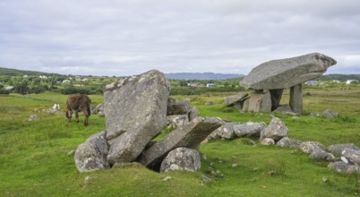 Donkey at the dolmen of, Kilclooney, County Donegal, Ireland