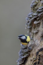 Concentrated, the great tit (Parus major) aims at its next target, tree fungi, Germany