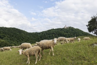 Swabian Jura, landscape with sheep under Teck Castle, Hohenbohl near Owen in Germany