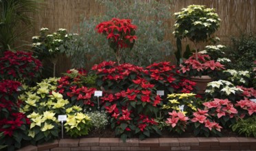 Various blossoms of poinsettia, flower, (Euphorbia pucherrima) Greenhouse, Wilhelma,