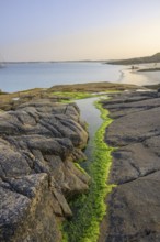 Seaweed in a tide pool on Gurteen Beach, Roundstone, County Galway, Ireland