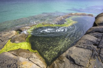 Seaweed in a tide pool at Gurteen Beach, Roundstone, County Galway, Ireland