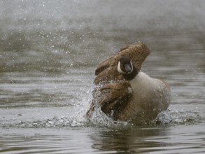A Canada goose bathing, Ümminger See, Bochum, North Rhine-Westphalia, Germany