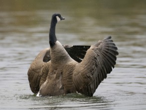 A Canada goose flaps its wings after plumage care, Ümminger See, Bochum, North Rhine-Westphalia,