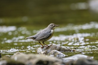 A dipper sits in a stream, Hönnetal, Sauerland, North Rhine-Westphalia, Germany