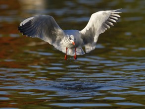 A black-headed gull in flight, North Rhine-Westphalia, Germany