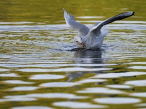 A black-headed gull with prey fish in its beak, North Rhine-Westphalia, Germany