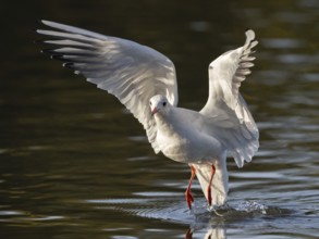 A black-headed gull taking off, North Rhine-Westphalia, Germany