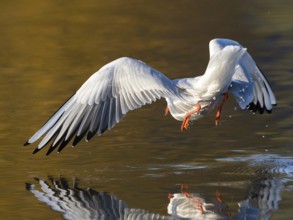 A black-headed gull just in front of diving into water, North Rhine-Westphalia, Germany