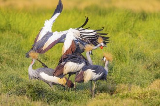 Crowned Crane (Balearica regulorum) courtship behavier South Luangwa NP Zambia August