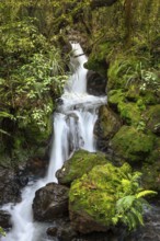Ketetahi Falls waterfall in the forest, with rocks and ferns. Tongariro National Park, North