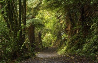 Hiking trail in the forest near Lake Rotopounamu. Waikato Region, North Island, New Zealand