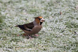 Hawfinch (Coccothraustes coccothraustes) searching for food in winter, North Rhine-Westphalia,
