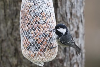 Fir tit (Periparus ater) at the feeder, North Rhine-Westphalia, Germany