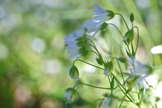 Greater stitchwort (Rabelera holostea, synonym: Stellaria holostea L.), backlit flowers, Peene