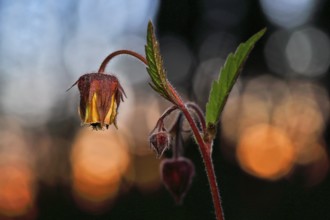 Brooklime (Geum rivale), flowering in the evening light, Peene Valley nature park Park,