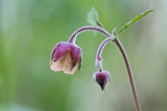 Brooklime (Geum rivale), flowering in the morning light, Peene Valley nature park Park,
