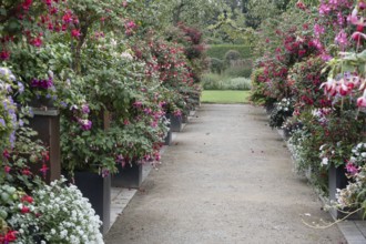 Fuchsienschau Kreislehrgarten, Burgsteinfurt, Steinfurt, Münsterland, North Rhine-Westphalia,