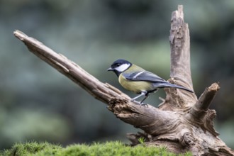 Great Tit (Parus major), Emsland, Lower Saxony, Germany