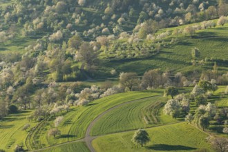Blooming orchards on the Albtrauf near Neidlingen at sunset