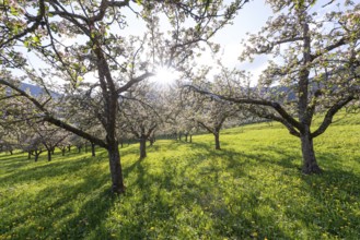 Apple blossoms on the orchard near Neidlingen, Swabian Jura, Baden-Württemberg, Germany