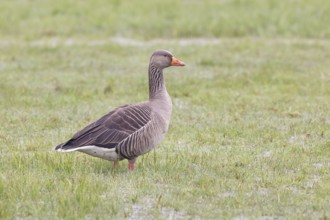 Grey goose (Anser anser) on a moor, Dümmer, Lake Dümmer, Ochsenmoor, Hüde, Lower Saxony, Germany
