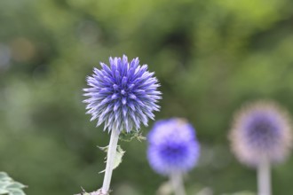 Blue globe thistle (Echinops ritro), flower, ornamental plant in a garden, Wilnsdorf, North