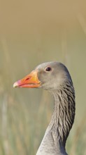 Grey goose (Anser anser) on a dyke in the evening at sunset, golden hour, animal portrait, Dümmer,