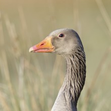 Grey goose (Anser anser) on a dyke in the evening at sunset, golden hour, animal portrait, Dümmer,
