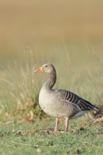 Grey goose (Anser anser) on a dyke in the evening at sunset, golden hour, Dümmer, Lake Dümmer,