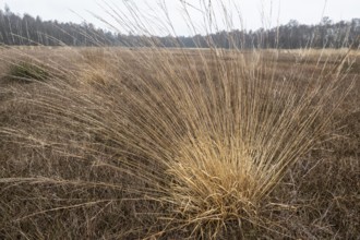 Pipe grass (Molinia caerulea) in the moor, Emsland, Lower Saxony, Germany